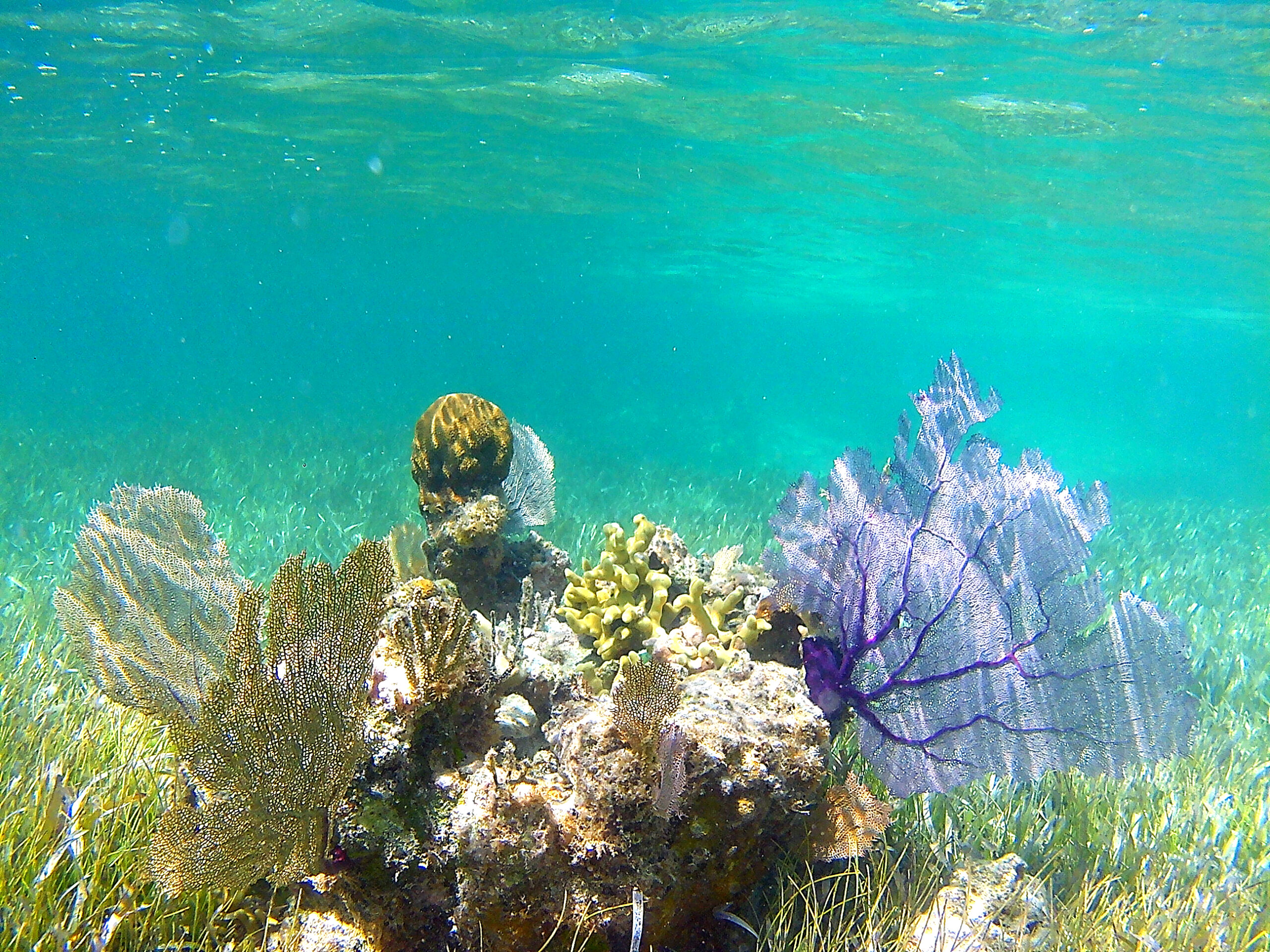 homepage carosel coral 1